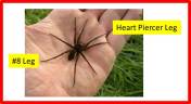 Fen Raft Spider